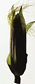 Corn on the Cob in the Husk with Corn Silk