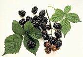 Fresh Blackberries with Leaves
