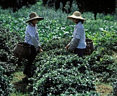 Zwei Teepflückerinnen bei der Arbeit auf dem Feld, Südchina