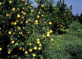 Orangenbäume mit reifen Früchten auf Kreta
