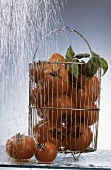 Tomatoes and Fresh Basil in a Wire Basket; Water Spray