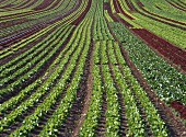 Feld mit Salatanbau (Kopfsalat, Lollo Biondo, Lollo Rosso)
