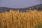 Wheat field in evening light against a hill in Provence