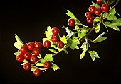 Hawthorn Branch with Berries