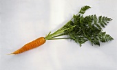 Single Fresh Carrot with Green Stem