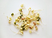Several Mung Bean Sprouts