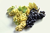 Red and white wine grapes