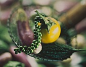 Green Peppercorns on a Yellow Eggplant