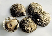 Five Oysters in the Shell; One Opened