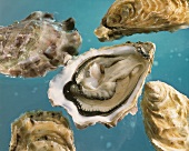 Oysters, on opened, on blue background