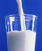 Milch ins Glas gießen; blauer Hintergrund