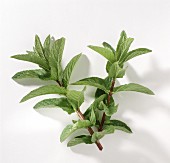 Two Branches of Mint