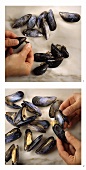 Mussels: tearing off the beards and opening the shells