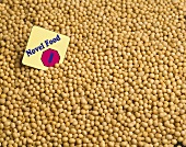 Genetically Altered Soybeans