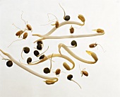 Assorted Bean Sprouts