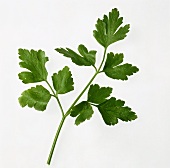 A stalk of flat-leaf parsley