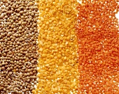 Assortment of Colorful Lentils