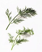 Two sprigs of dill