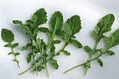 Fresh Leaves of Arugula