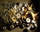 Gemischte Pilze auf Holzuntergrund