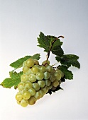 Eine Traube mit grünen Weintrauben & Blättern