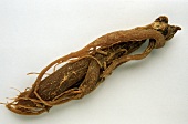 A ginseng root (Ginseng radix, stimulant)