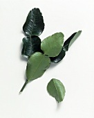 Fresh lime leaves (from kafir lime tree)