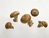 Button Mushrooms