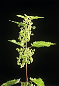 Wild herbs: flowering nettle plant