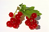 Two trusses of redcurrants with leaves