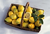 Viele Zitronen & drei Limetten im Henkelkorb