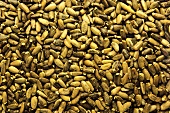 A heap of milk thistle seeds (close-up)
