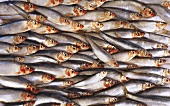 Many sprats (close-up)