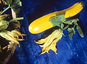 Gelber Zucchino & Zucchiniblüte auf blauem Untergrund