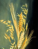 Getreideähren von Hafer, Gerste, Weizen & Roggen