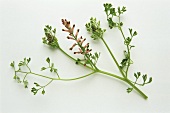 A sprig of fumitory with flowers