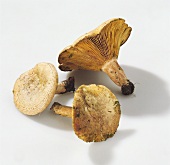 Mushrooms: three milk caps