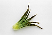 Aloe, Pflanzenableger vom Stamm