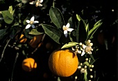 Orangen am Baum (Ausschnitt)