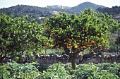 Orangenbäume & Artischockenfeld, Spanien, Mallorca