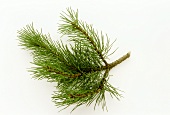 A twig of dwarf pine