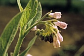 Beinwellpflanze mit Blüten (lat. Symphytum officinale L.)