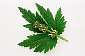 Medicinal herbs: motherwort (Leonurus cardiaca), flower & leaf