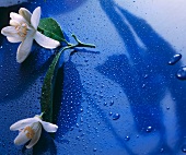Orange blossom & leaves on blue background with drops of water