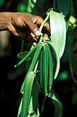 Unripe, six-month-old vanilla pods