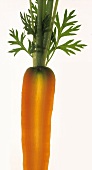 Carrots, cut lengthwise, on a sheet of glass
