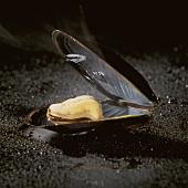 Eine geöffnete Miesmuschel auf schwarzem, nassem Untergrund