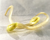 Two soya bean sprouts