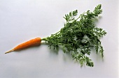 Eine Karotte