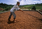 Fermentierter Kakao wird in d.Sonne getrocknet & gewendet